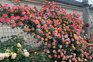 白底紅邊月季品種有哪些